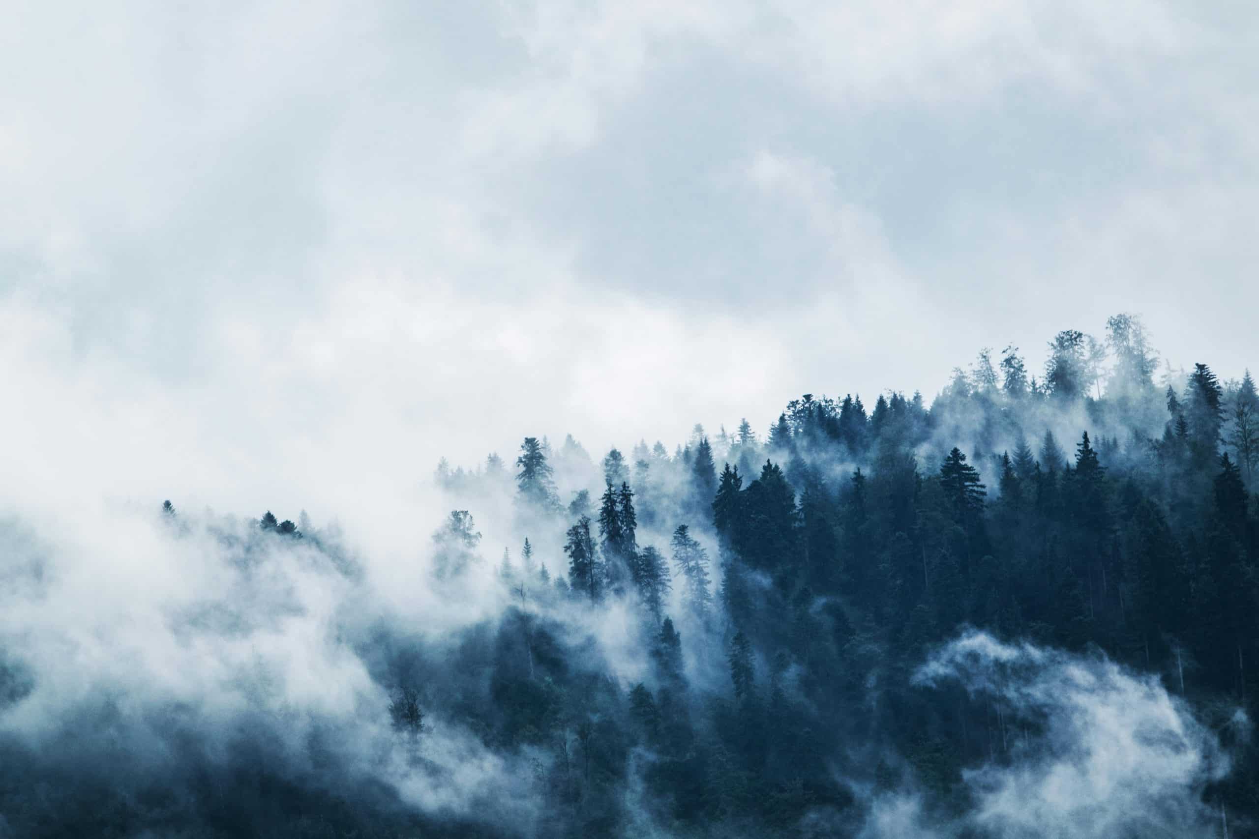 Green pine trees partially covered by low fog under an overcast white sky